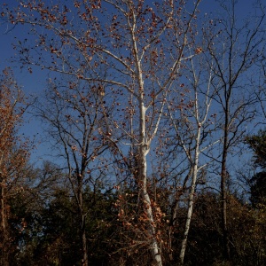 Gallery Photo 8
