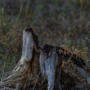 Gallery Photo 4